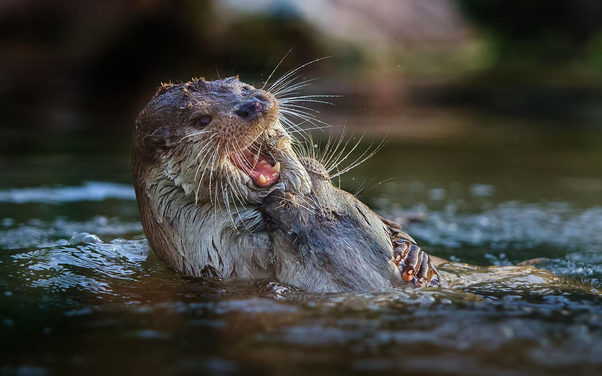 1920x1200 1920x1200 otter wallpaper HD