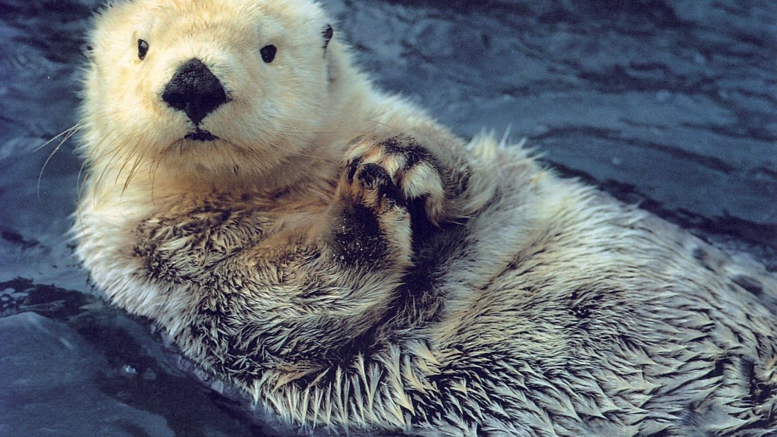 1600x900 Sea Otter Widescreen Wallpaper 79115