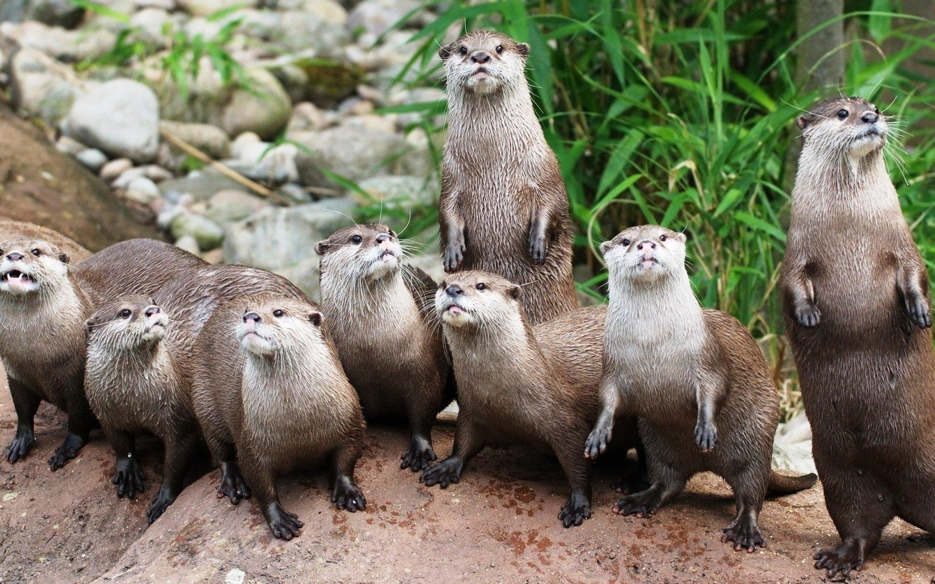 1920x1200 Otter wallpaper 1920x1200 desktop background