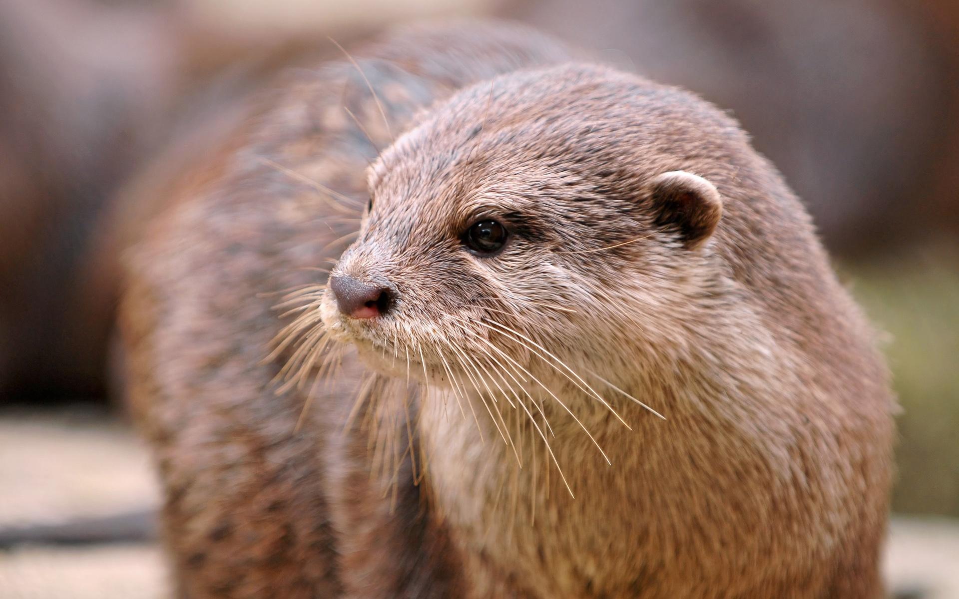 1920x1200 Otter Close Up Wallpaper 44526 1920x1200px
