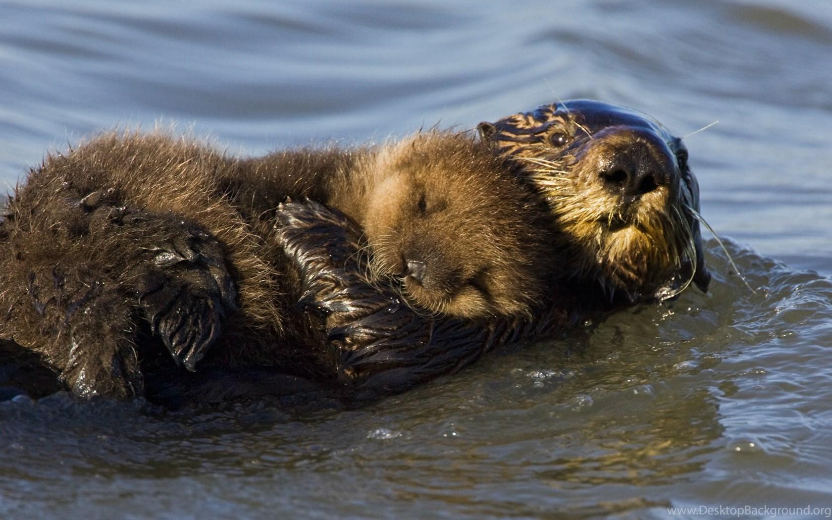 1680x1050 HD Sea Otter Wallpaper Desktop Background