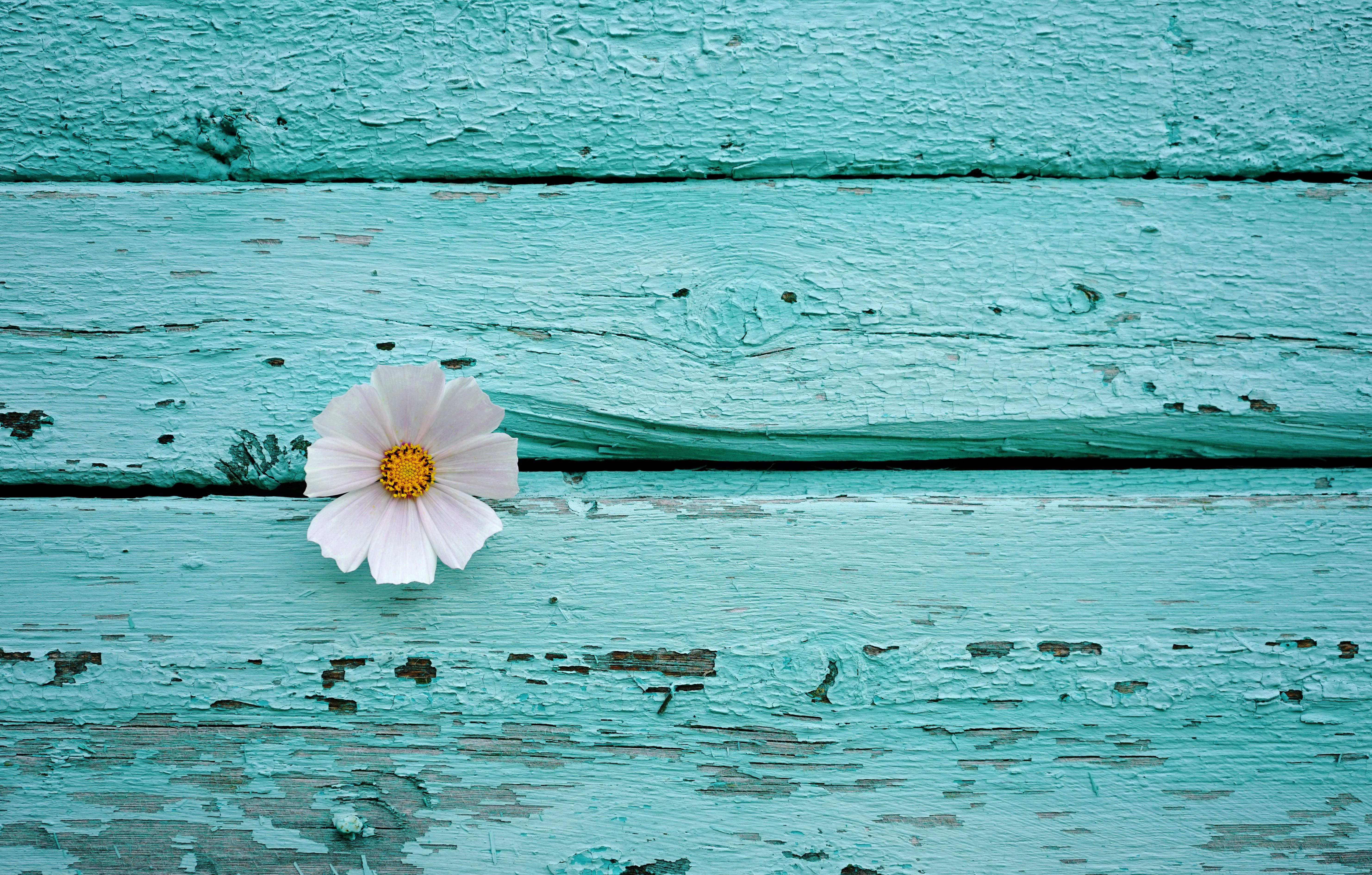 5928x3780 White flower Wallpaper 4K, Wooden background, Teal, Turquoise, 5K, Flowers