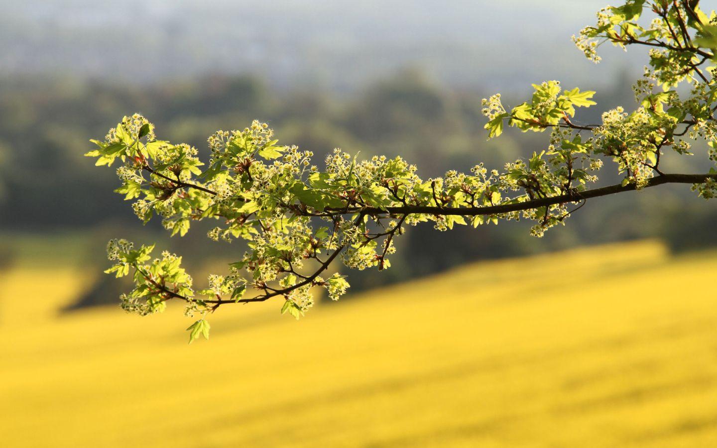 1440x900 Tree Branches Wallpaper