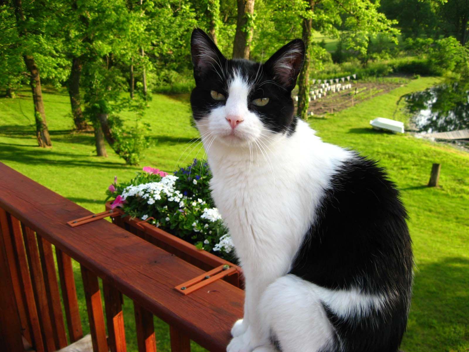 1600x1200 image For > Cute Tuxedo Cat. American bobtail cat, Funny cat wallpaper, Cats