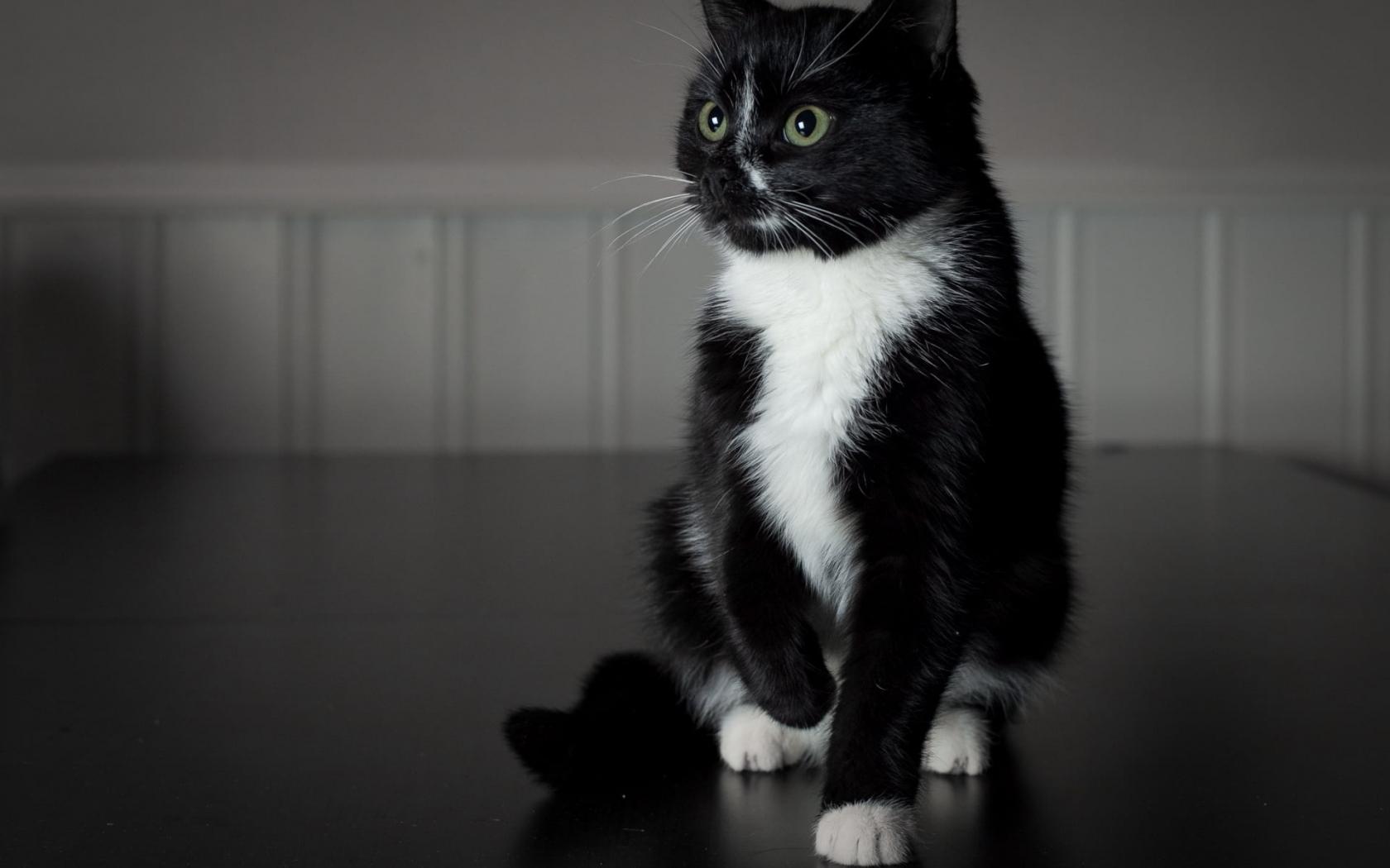 1680x1050 Free download Tuxedo cat on top of a table HD wallpaper Wallpaper Flare [1920x1200] for your Desktop, Mobile & Tablet. Explore Tuxedo Cats Wallpaper. Tuxedo Cats Wallpaper, Tuxedo Mask