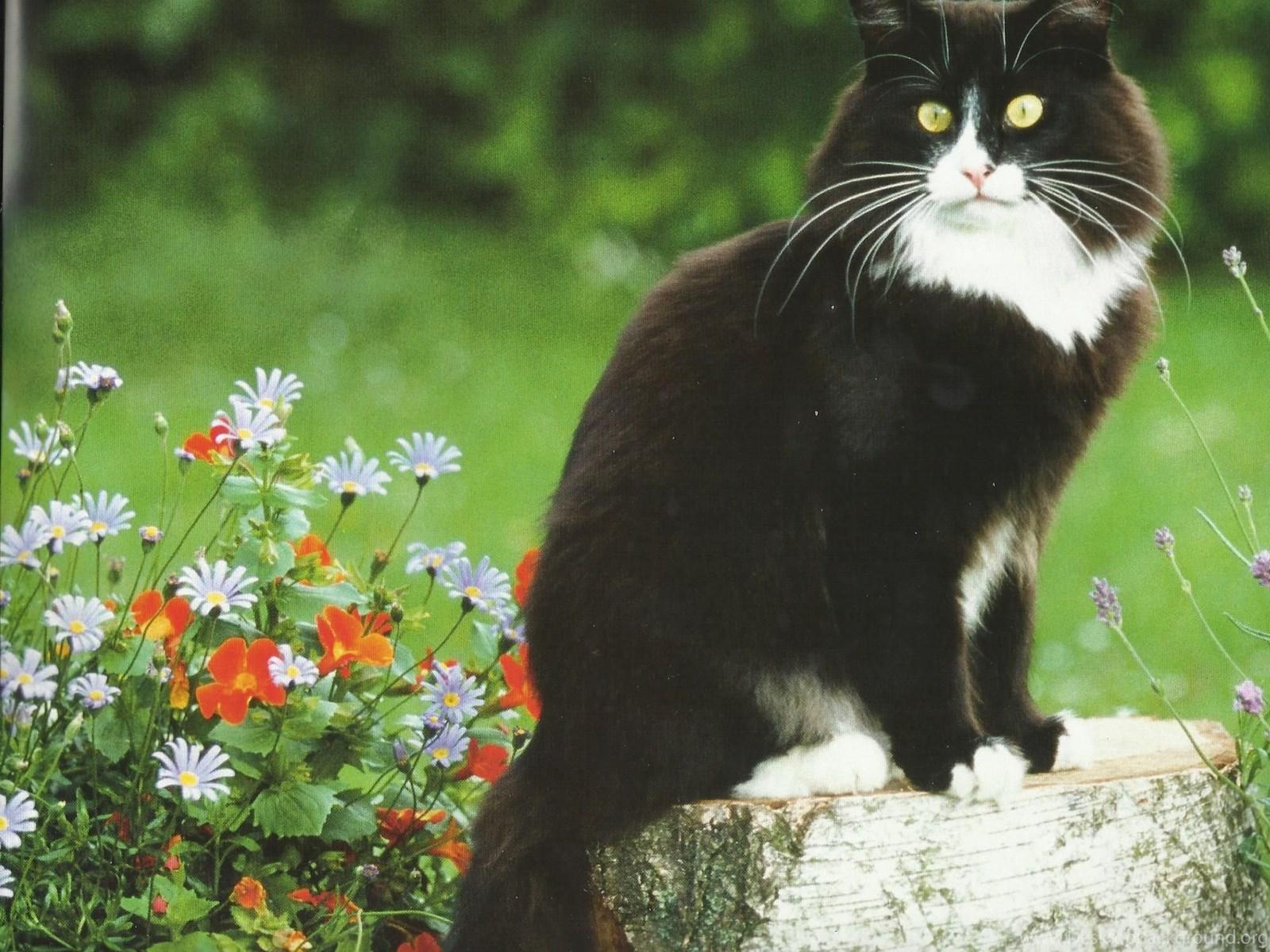 1600x1200 Tuxedo Cat Desktop Wallpaper Desktop Background