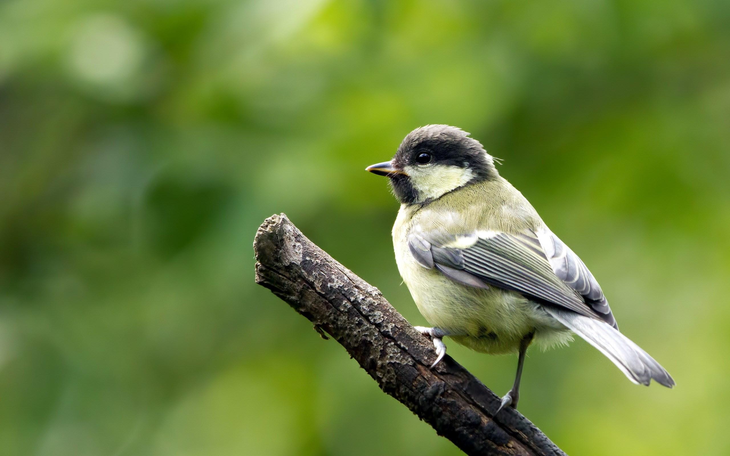 2560x1600 Nature Bird Branch wallpaperx1600