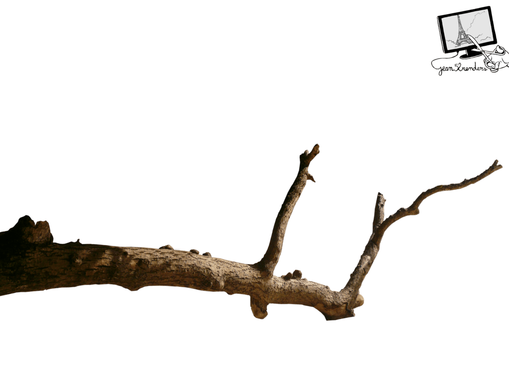 1024x768 Branch wallpaper, Earth, HQ Branch pictureK Wallpaper 2019