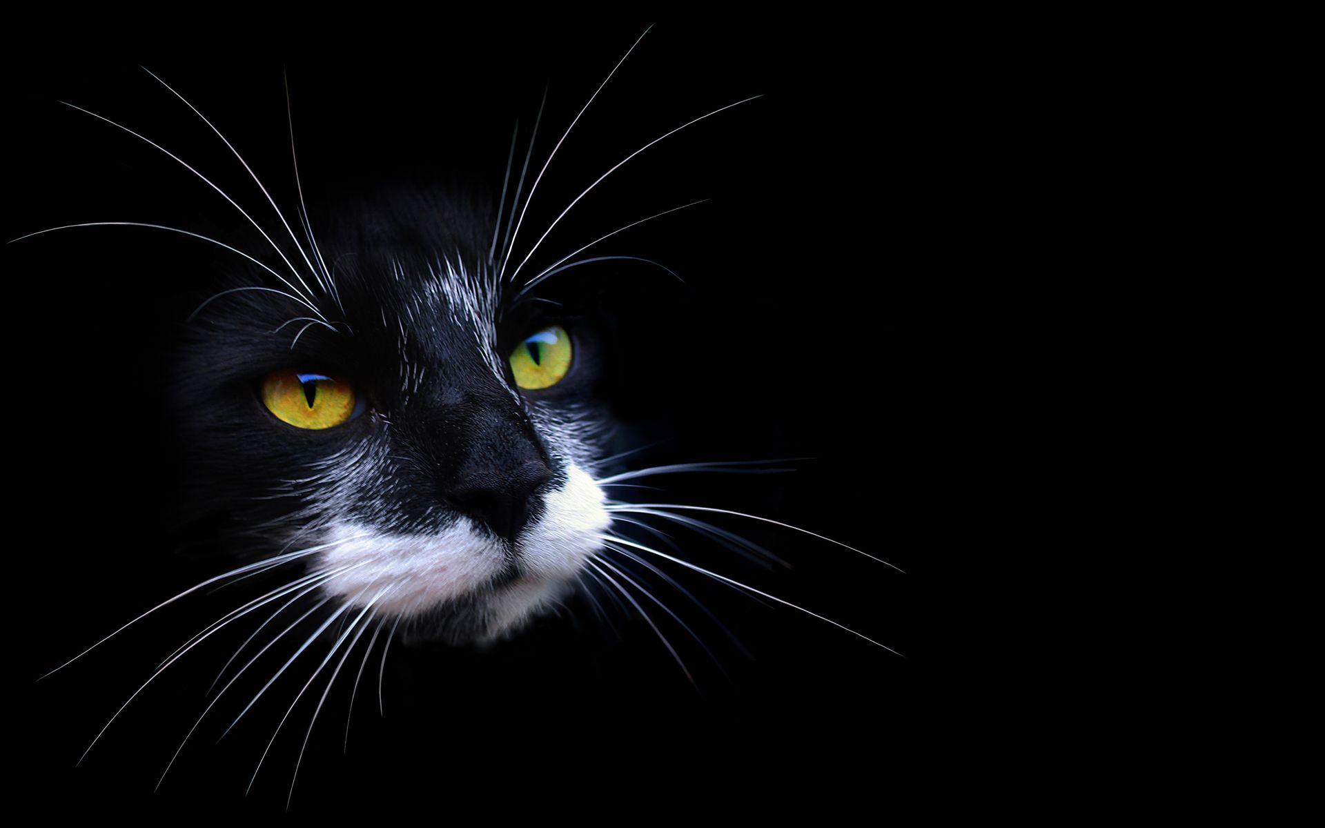 1920x1200 Tuxedo Kittens Wallpaper