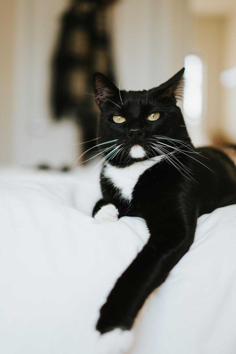 1000x1500 tuxedo cat on white textile photo