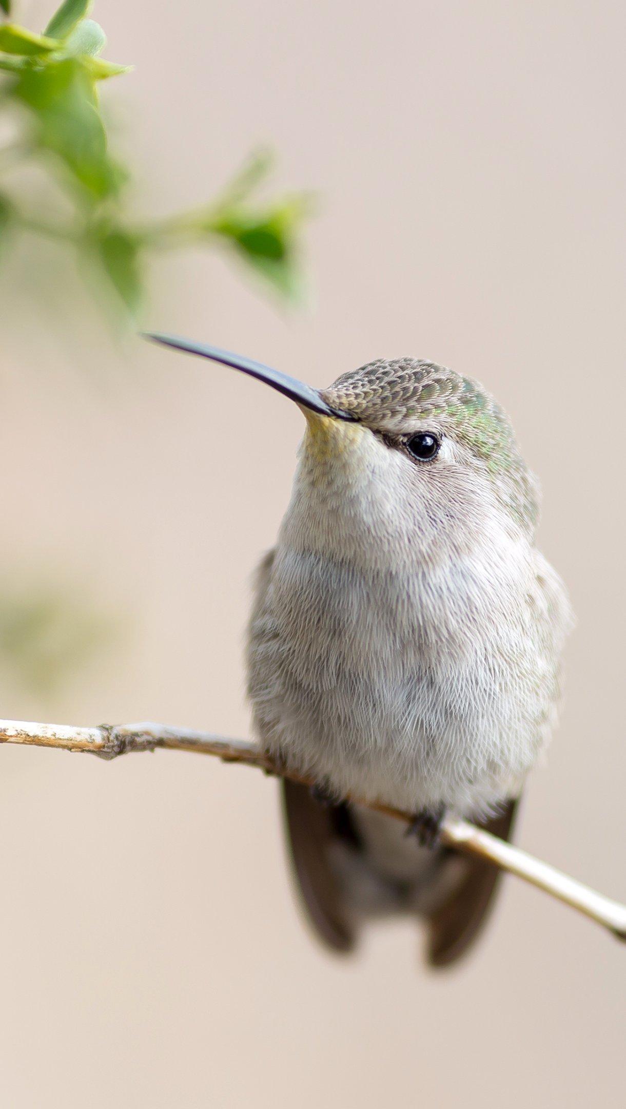 1220x2160 Hummingbird in a branch Wallpaper 4k Ultra HD