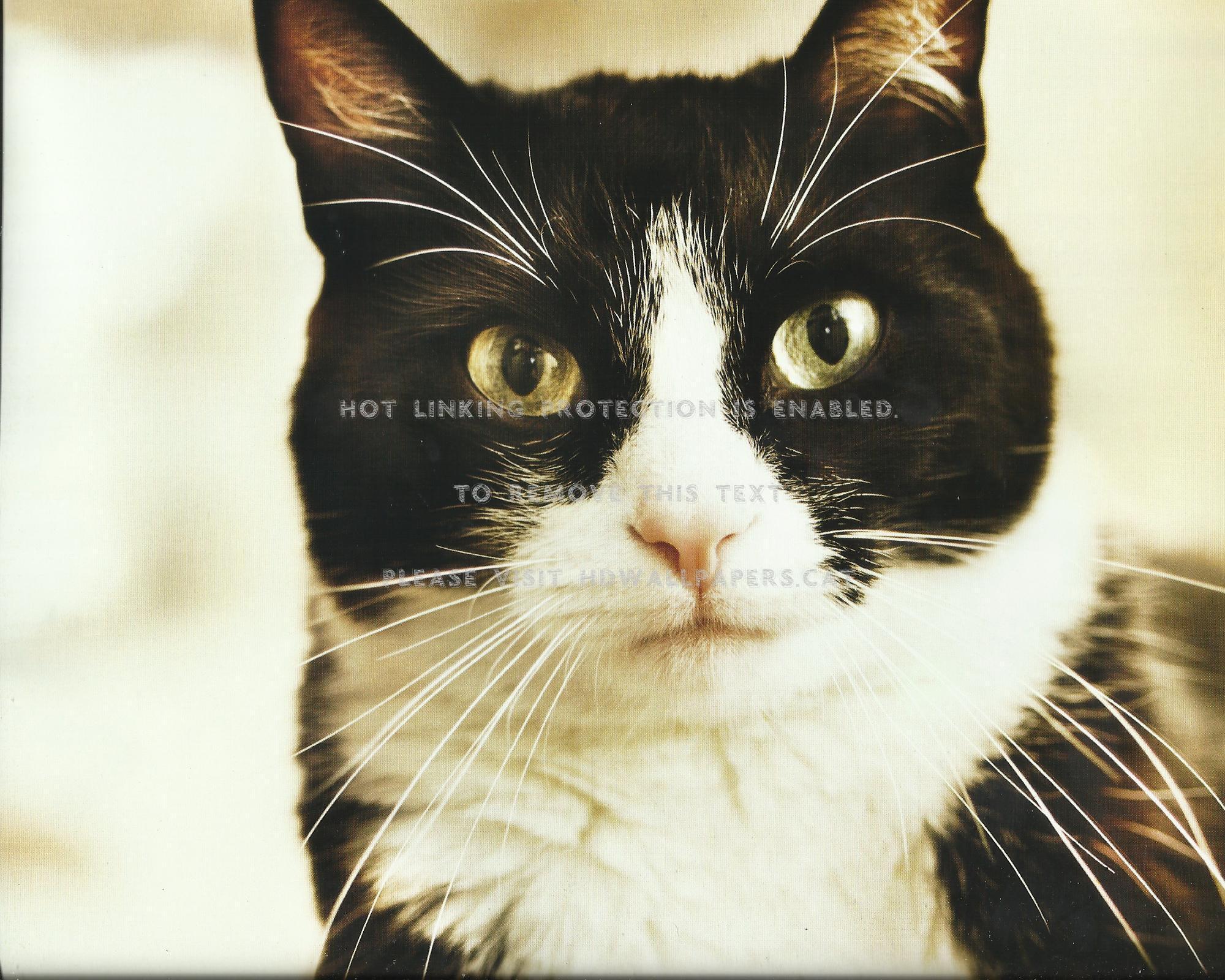 2000x1600 tuxedo cat paws cute animals