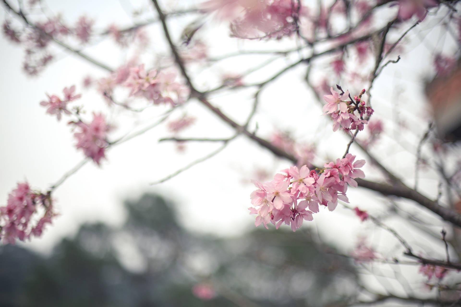 1920x1280 Branch HD Wallpaper 05354