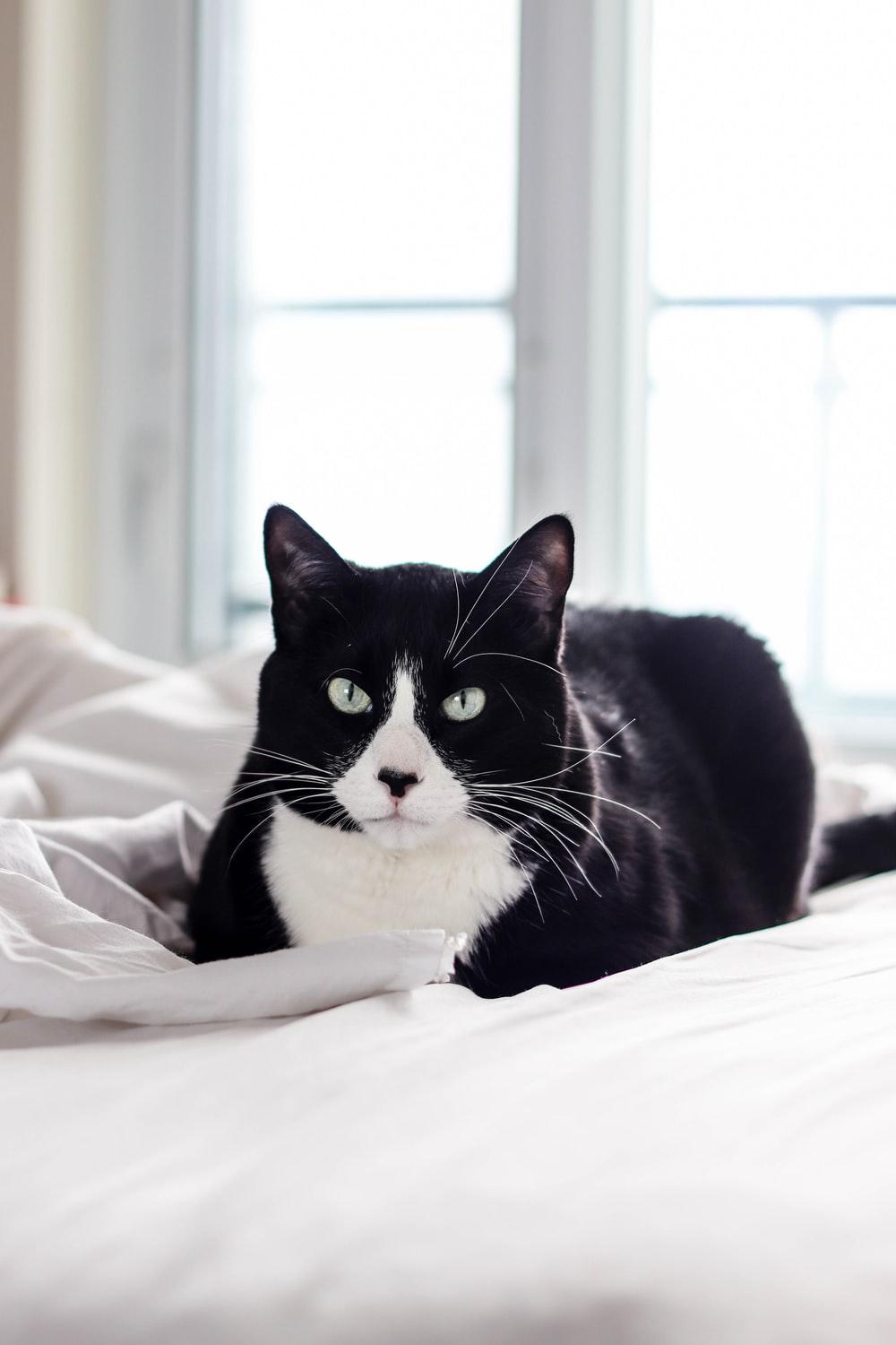 1000x1500 Tuxedo Cat Picture. Download Free Image