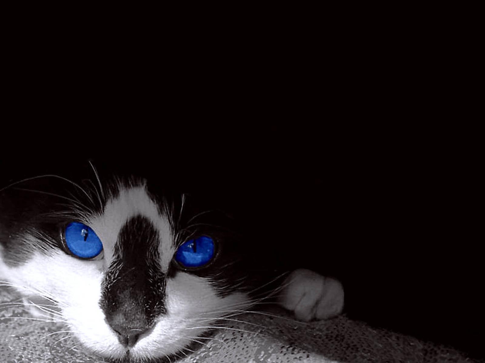 1600x1200 Free download 100 [ Black White Cat Wallpaper ] HD Cat Wallpaper Eyes [1600x1200] for your Desktop, Mobile & Tablet. Explore Tuxedo Cats Wallpaper. Tuxedo Cats Wallpaper, Tuxedo Mask Wallpaper, Cats Wallpaper