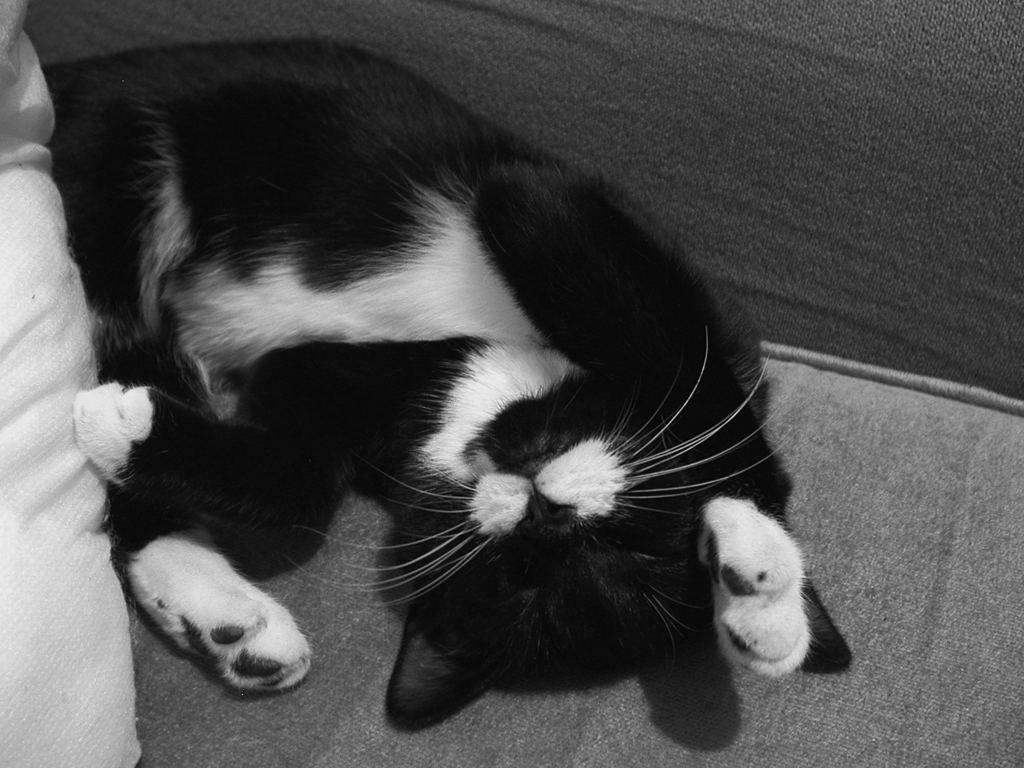 1024x768 Tuxedo Cats Wallpaper
