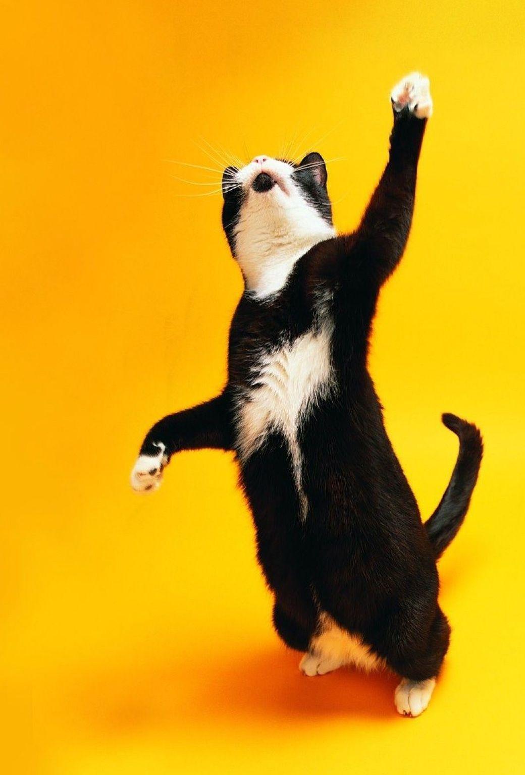 1040x1536 Tuxedo cats. Cat expressions, Dancing cat, Funny cats