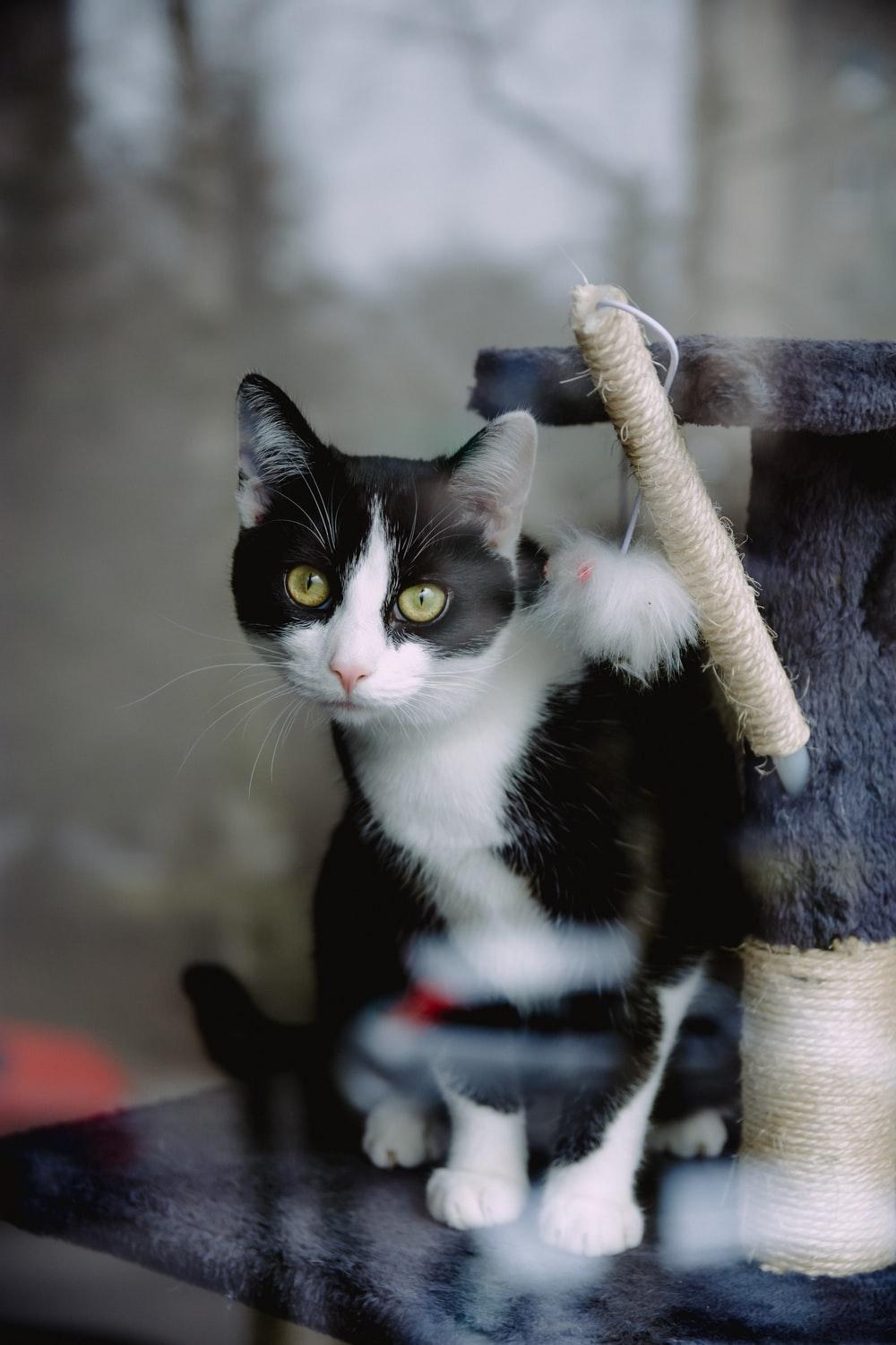 1000x1500 tuxedo cat on gray cat condo photo