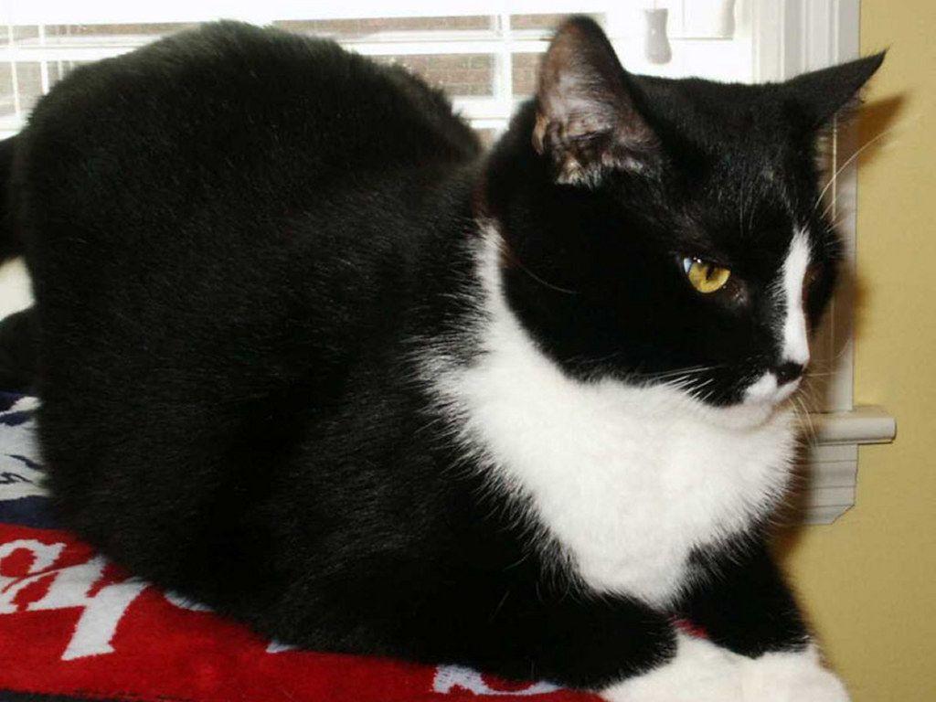 1024x768 My Free Wallpaper Wallpaper : Tuxedo Cat. Tuxedo cat, Cats, I miss my cat