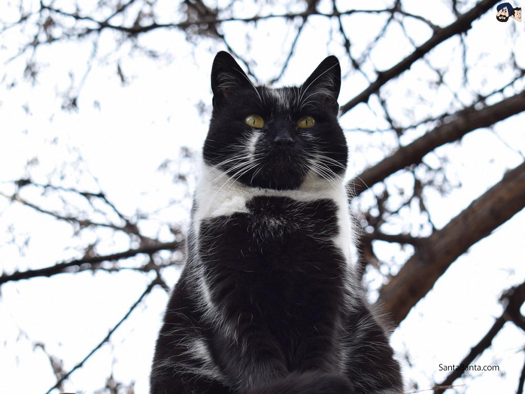 1024x768 Tuxedo Cat bicolor cat or piebald cat