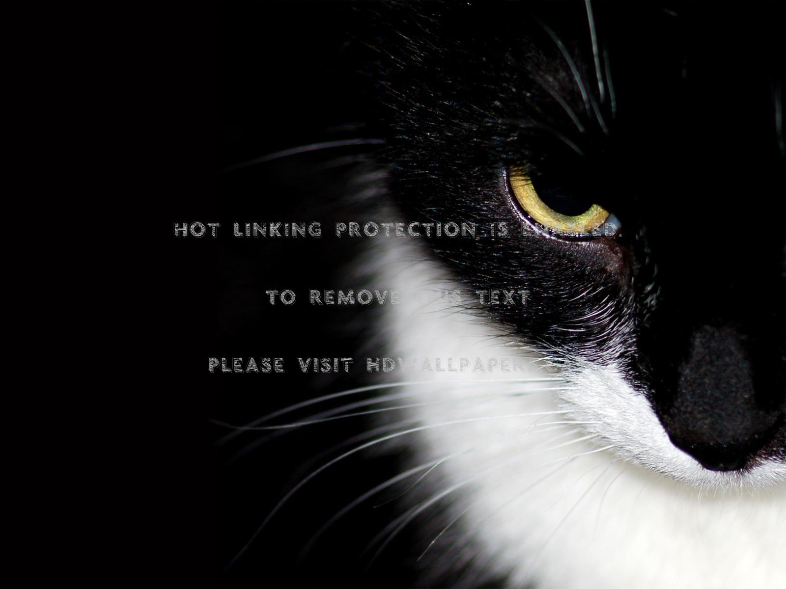 1600x1200 intense tuxedo cat photo kitten black and