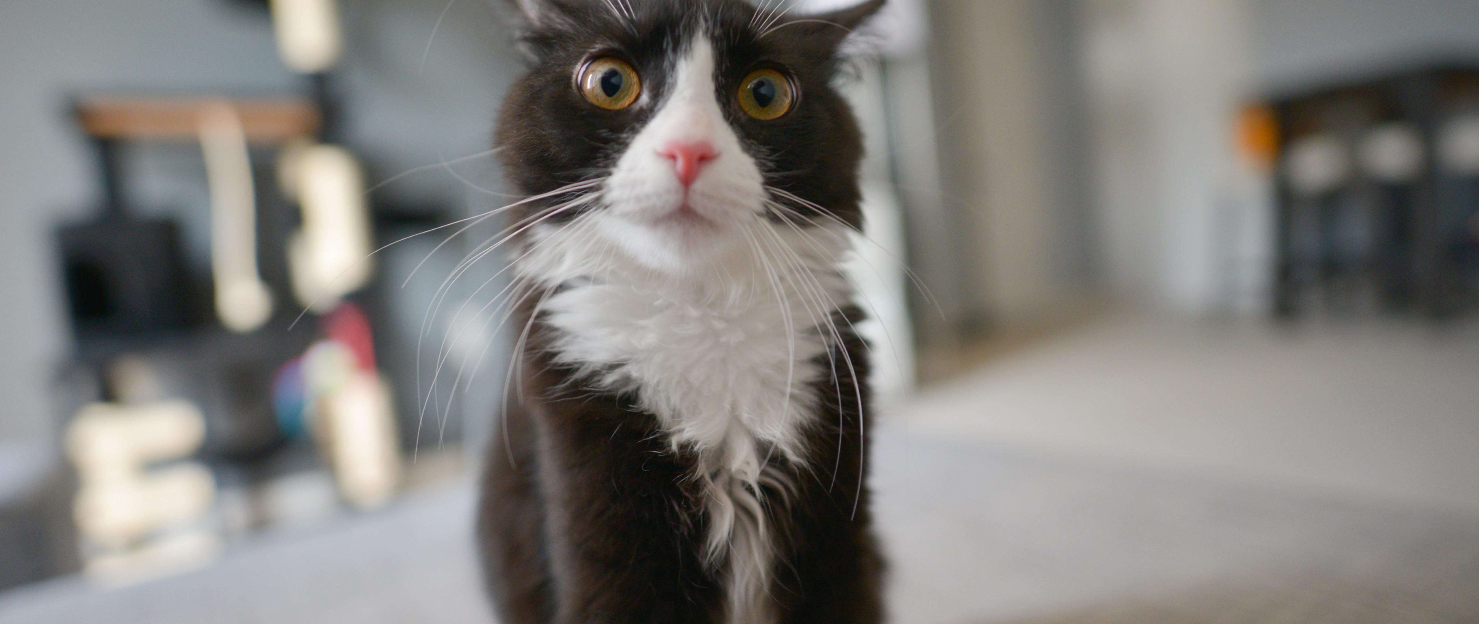 5120x2160 Tuxedo Cat Wallpaper for Desktop and Mobiles 4K Ultra HD Wide TV