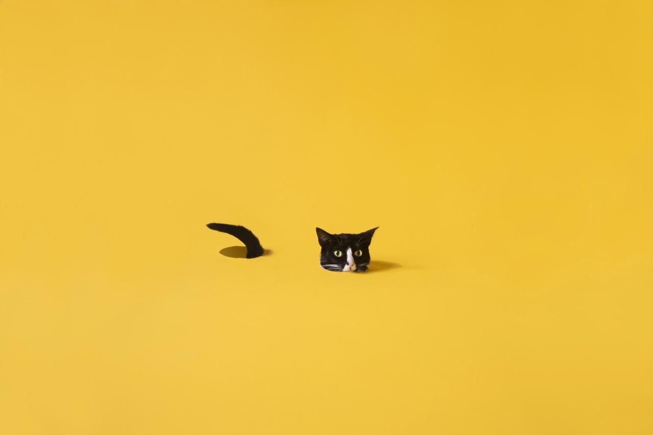1280x853 random, happiness and tuxedo cat