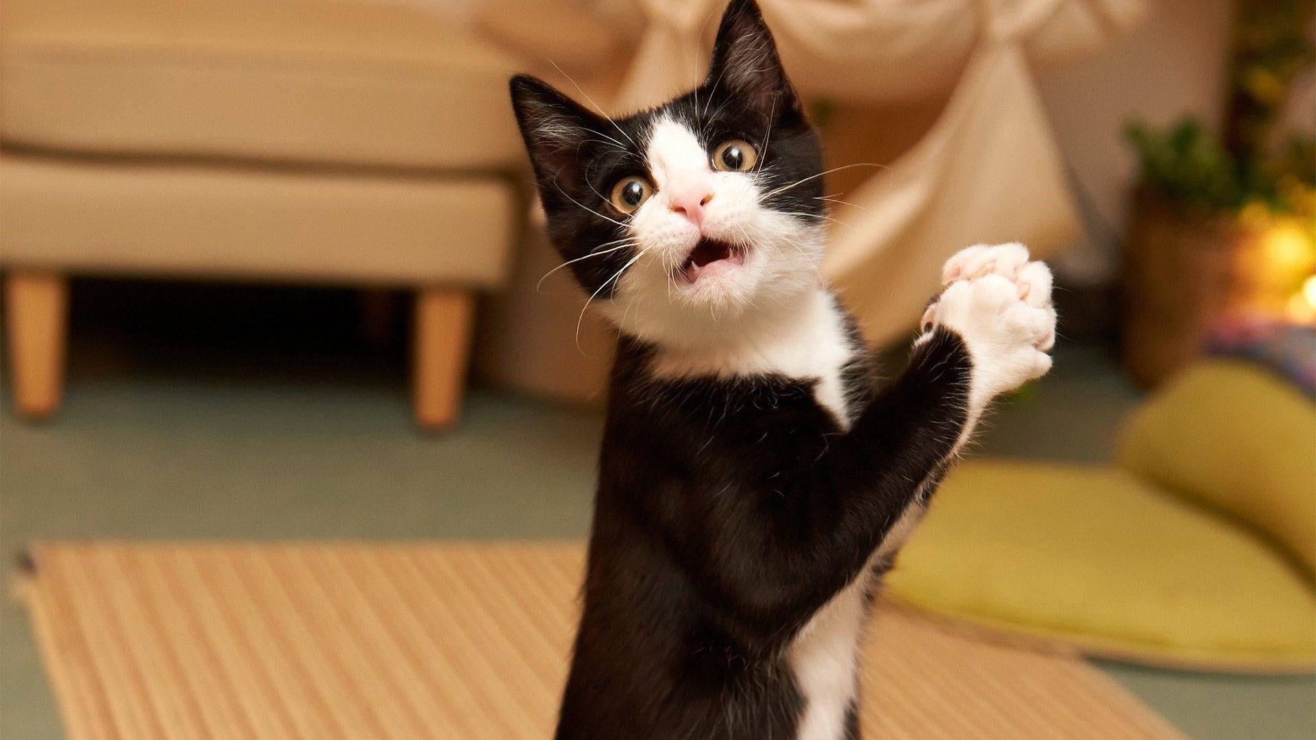 1920x1080 Black White Funny Cat Expression Kitten Tuxedo Cat Standing HD Funny Cat Wallpaper