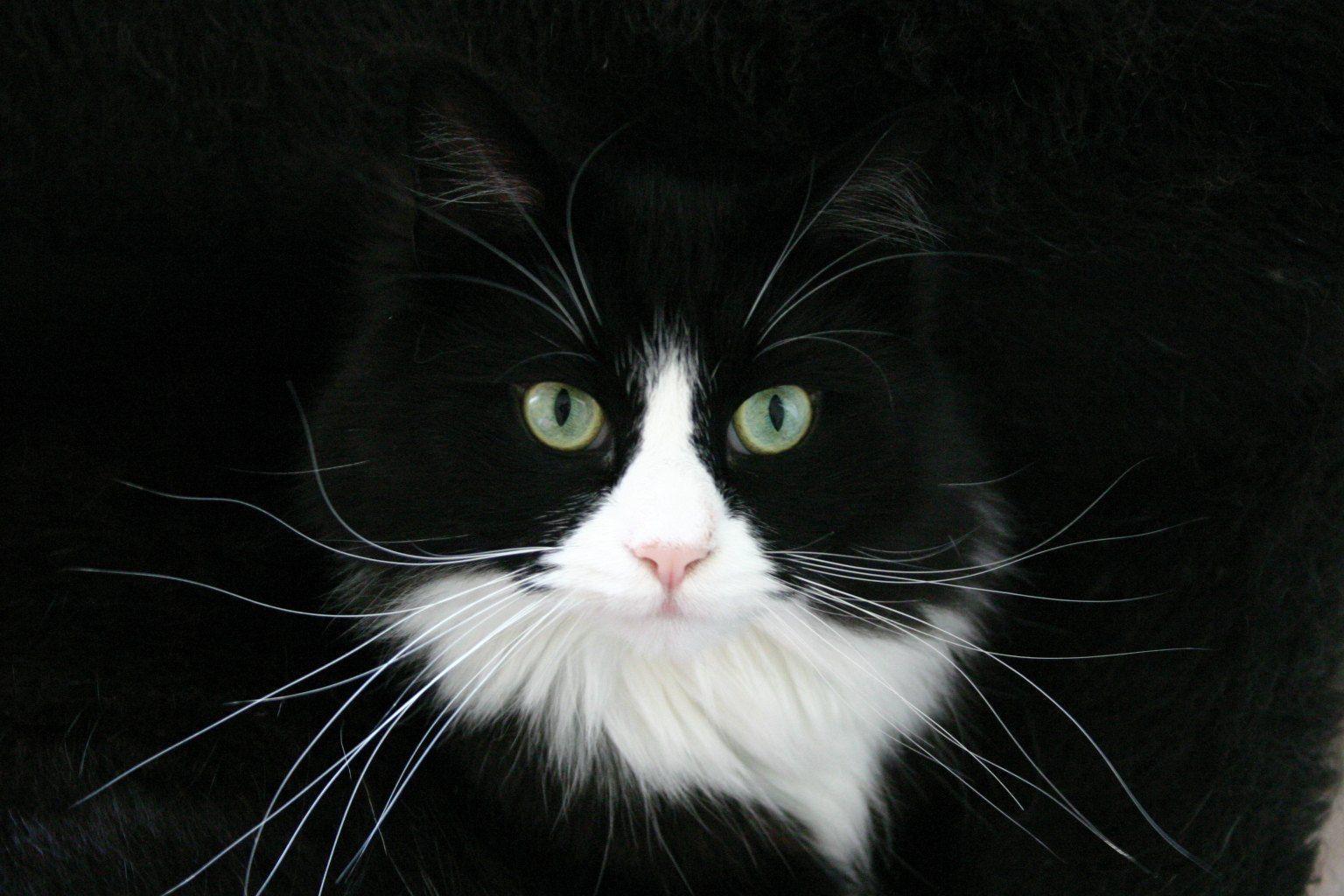 1536x1024 Black And White Norwegian Forest Cat Breed Wallpaper