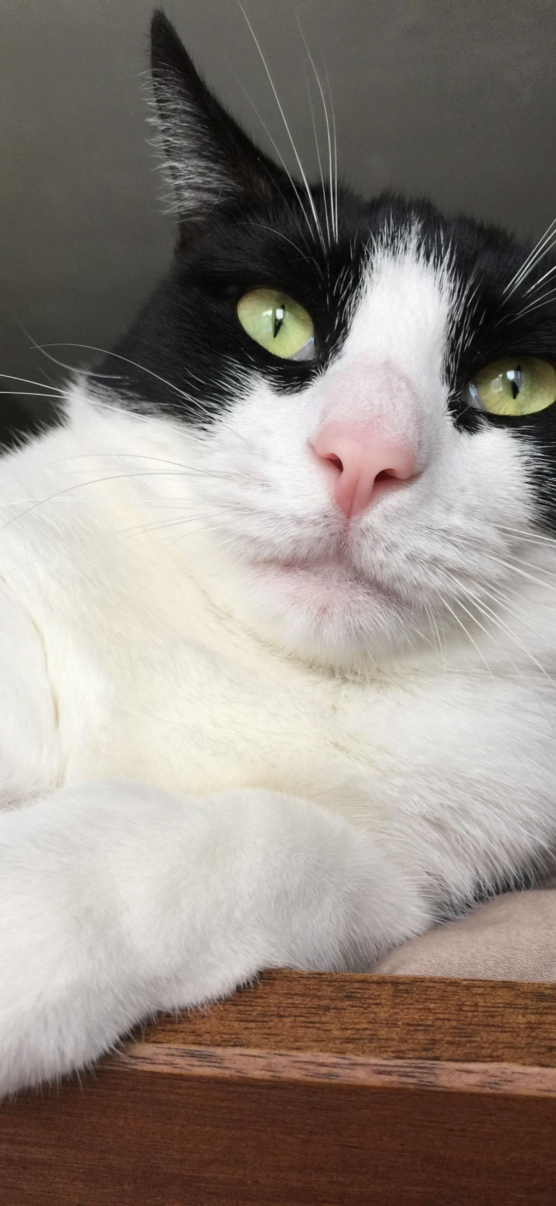 1125x2436 Free download Tuxedo cats Cute cat wallpaper [2448x3264] for your Desktop, Mobile & Tablet. Explore Tuxedo Cats Wallpaper. Tuxedo Cats Wallpaper, Tuxedo Mask Wallpaper, Cats Wallpaper