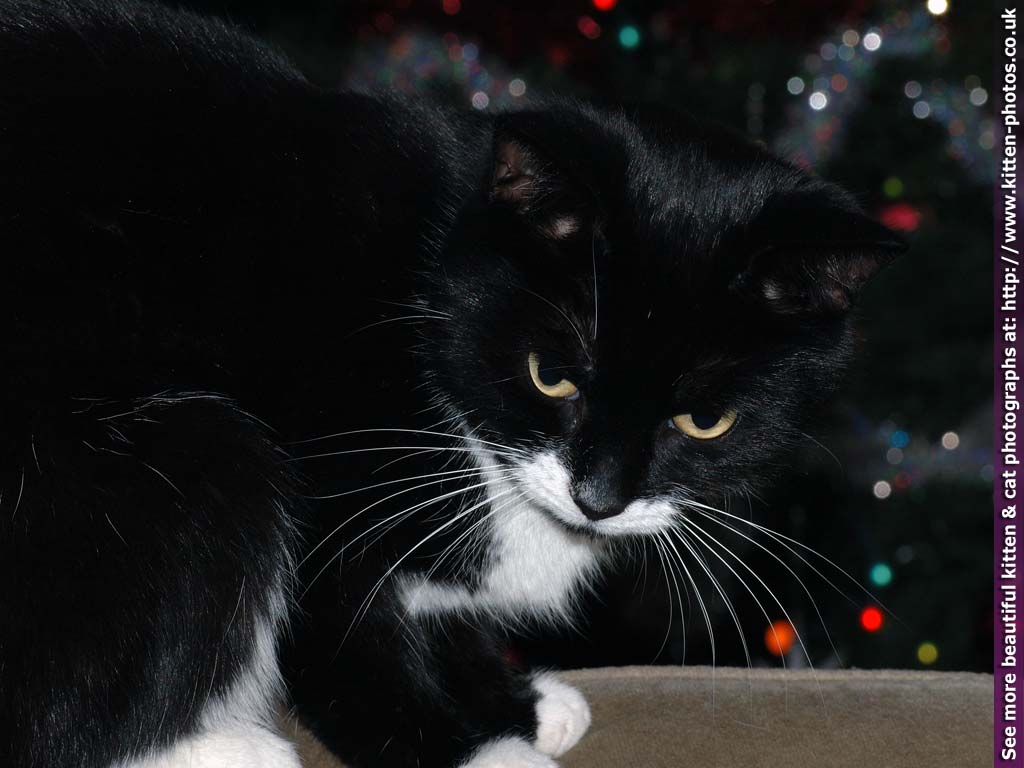 1024x768 Kitten Photo Cat Photo Kitten Wallpaper Cat Wallpaper HD Wallpaper