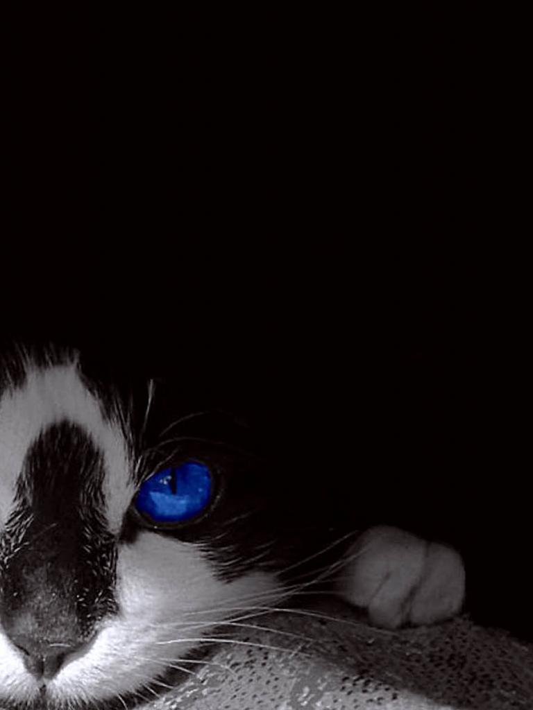 768x1024 Tuxedo Cat Wallpaper