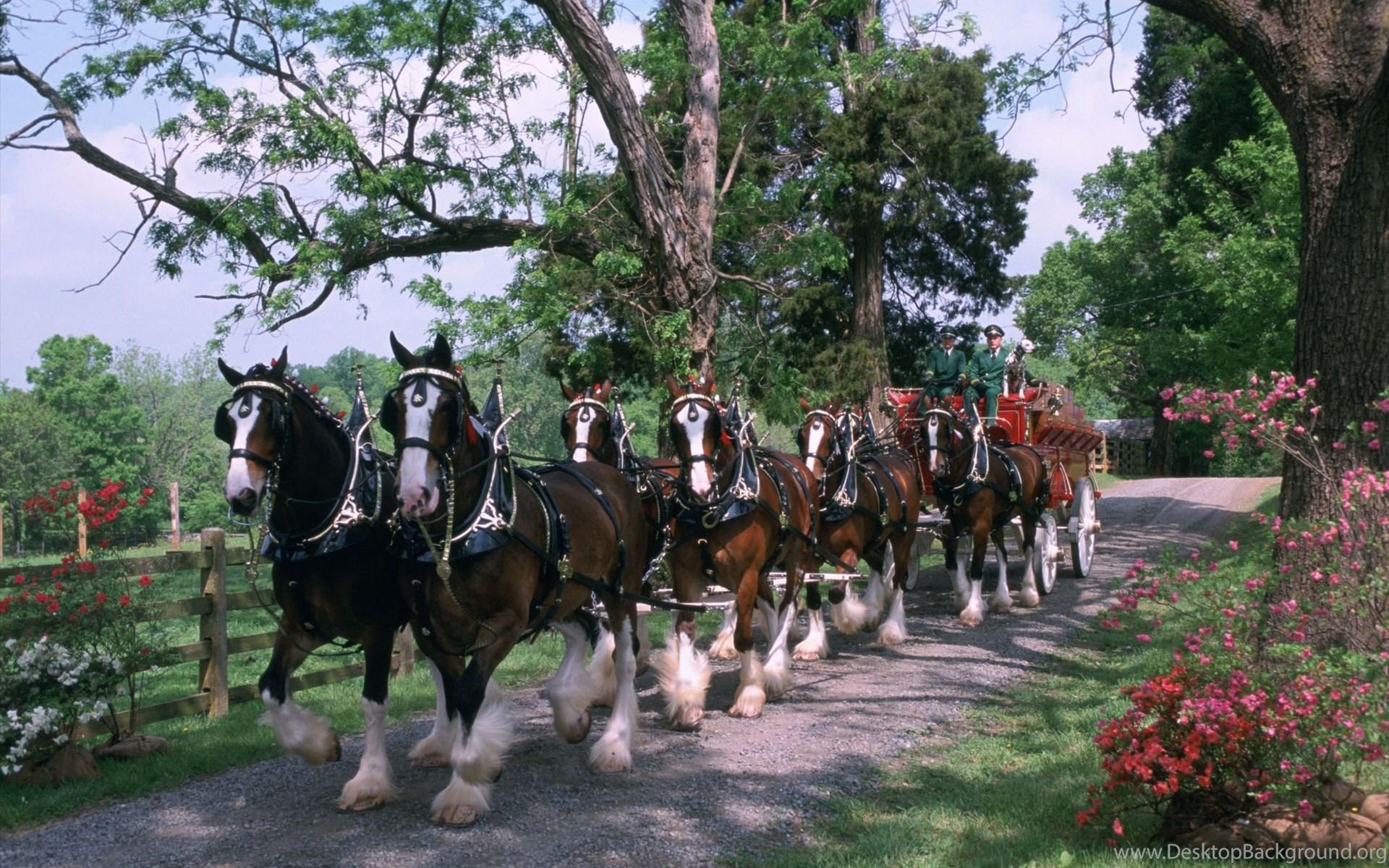 1920x1200 Budweiser Clydesdales Image Gallery Desktop Background