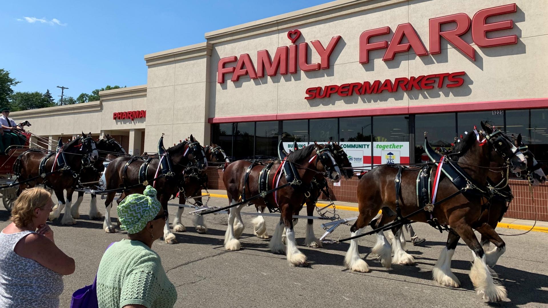 1920x1080 Budweiser Clydesdales visit Kent County