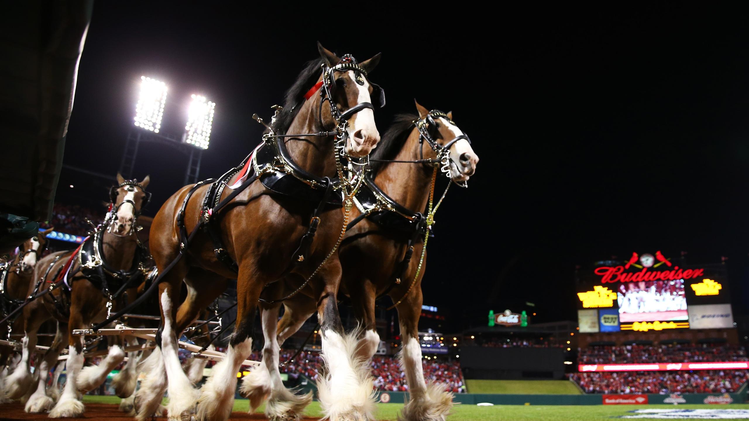 2560x1440 Budweiser Clydesdales Will Be In Erwin, Johnson City And Bristol Next Week. WJHL. Tri Cities News & Weather