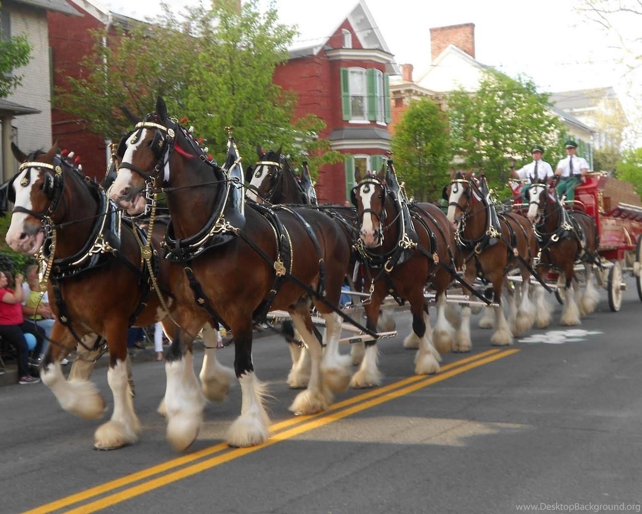 1280x1024 Budweiser Clydesdales Desktop Background