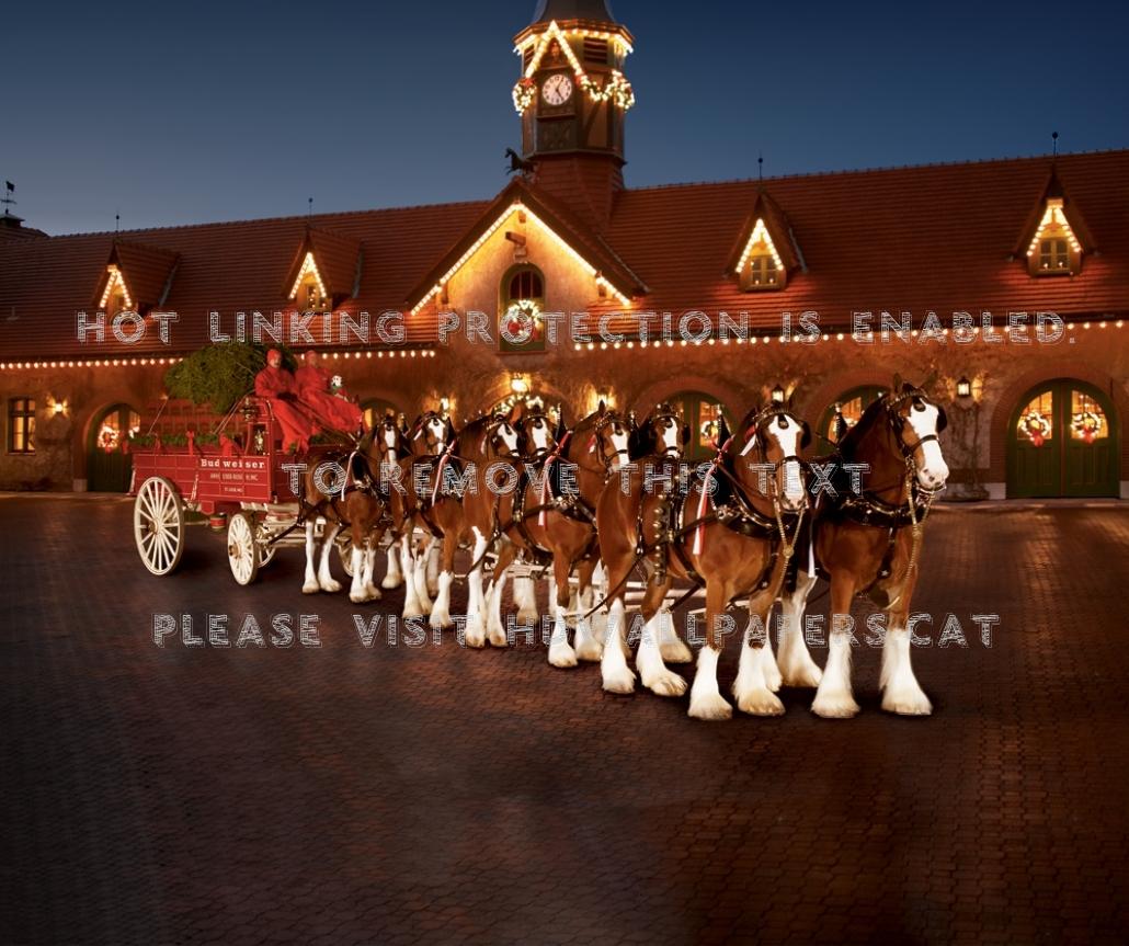 1030x863 christmas clydesdales budweiser horses