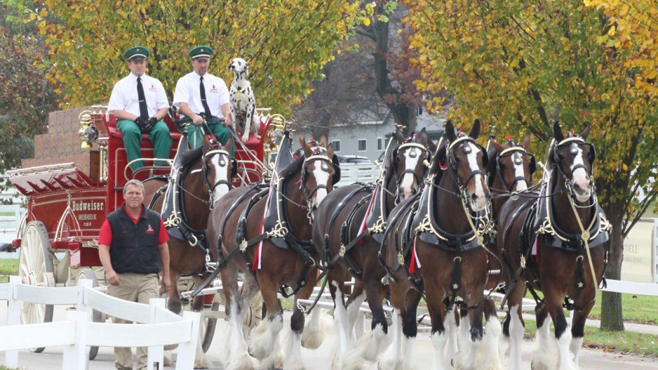 1280x720 Video: Budweiser Clydesdales at the Kentucky Horse Park