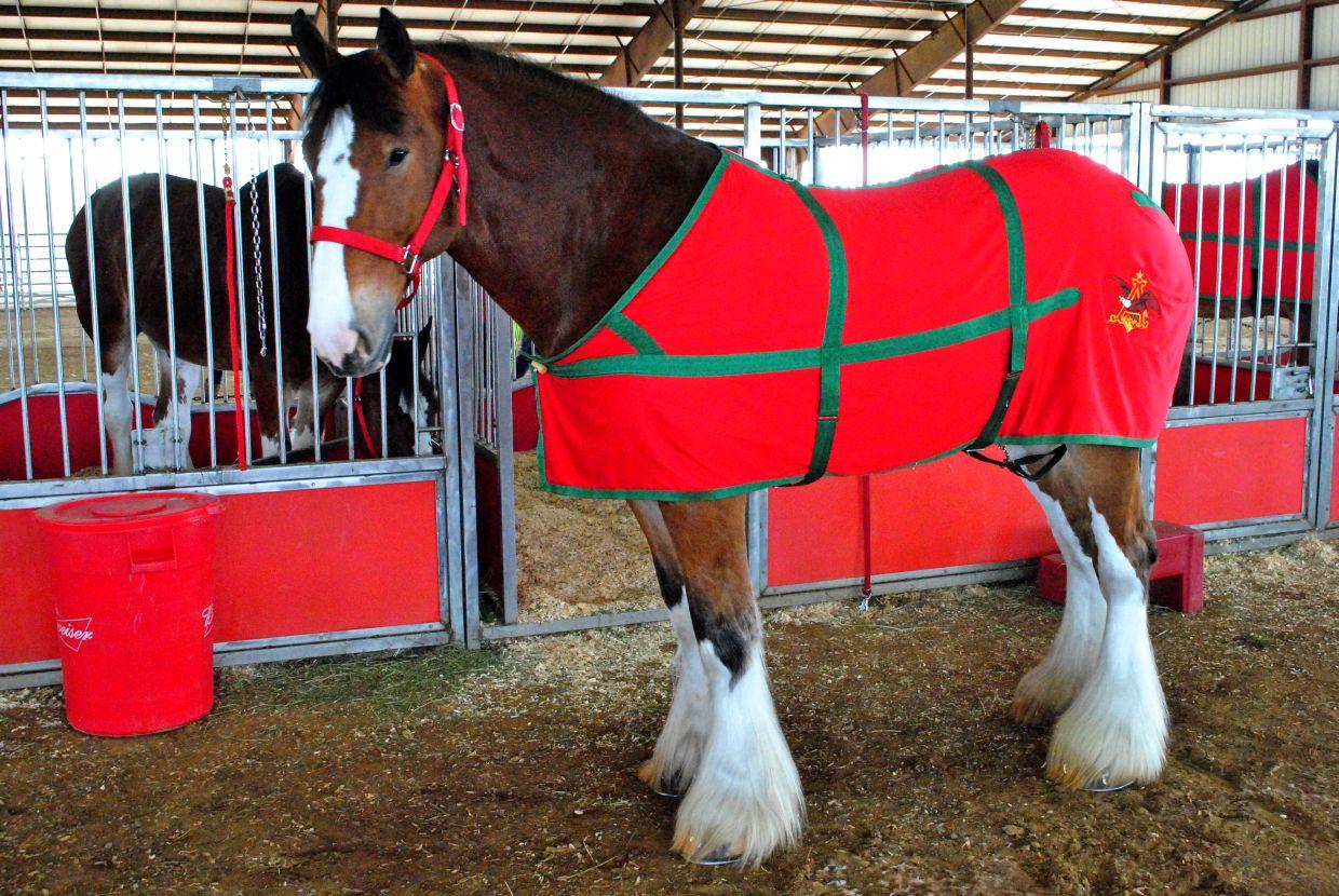 budweiser clydesdales christmas wallpaper