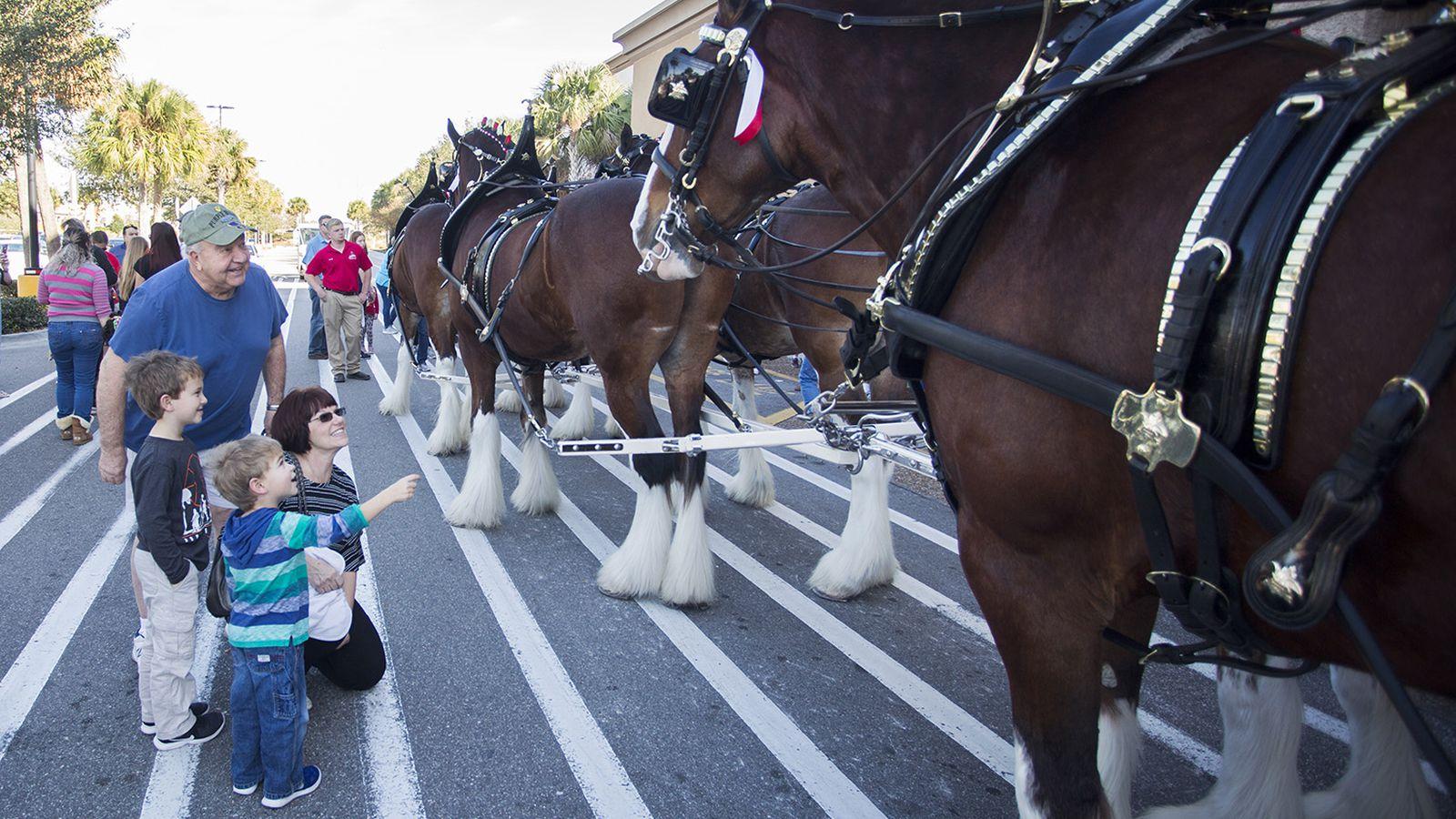 1600x900 Budweiser Clydesdales Preview In Riverview Before This Weekend's Gasparilla Parade Of Pirates (w Video)