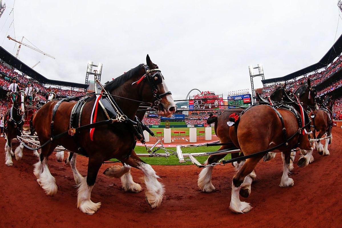 1199x800 Budweiser Limited Edition Clydesdale Cans