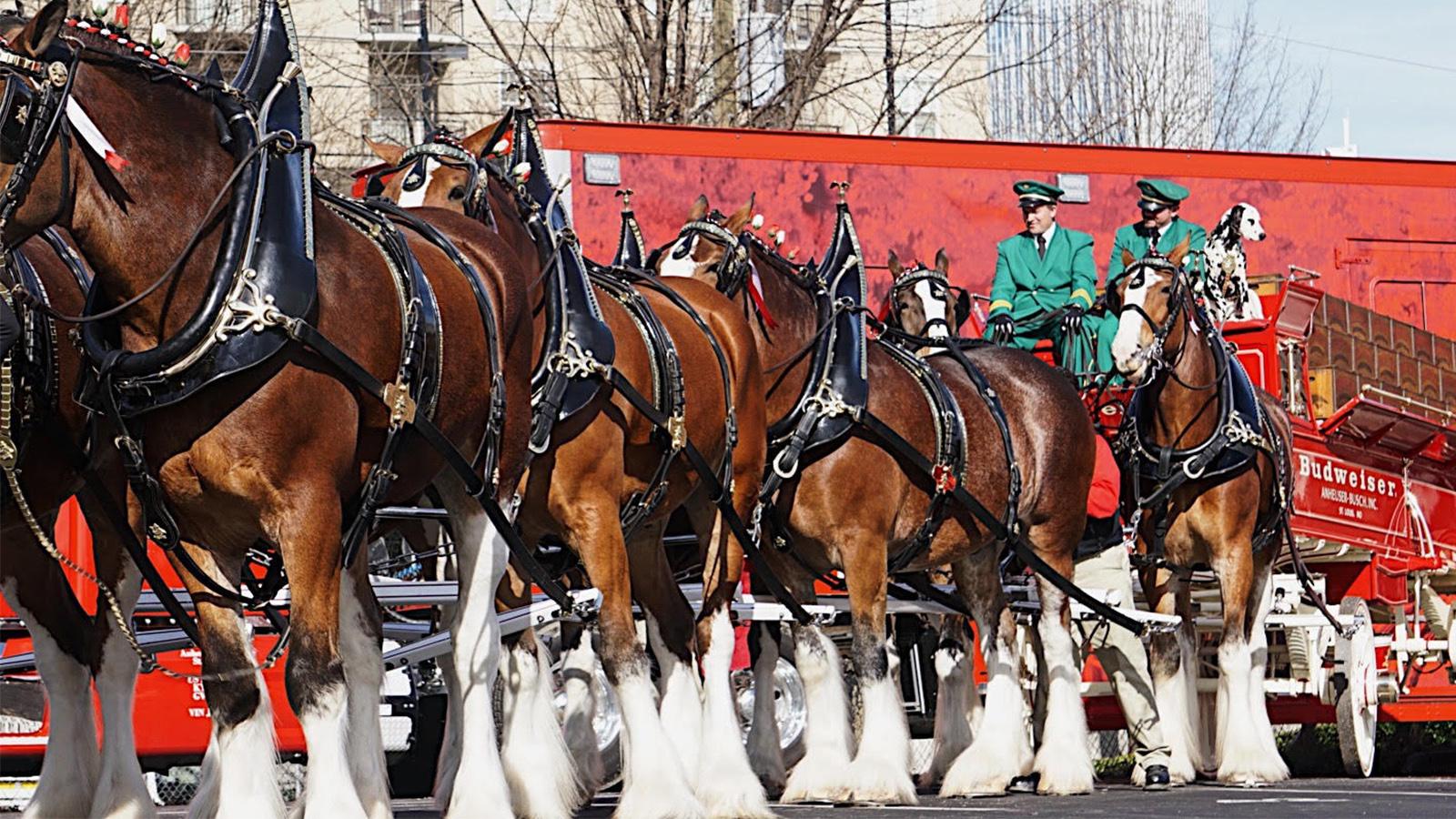 1600x900 Budweiser's Clydesdales: How These 'Gentle Giants' Came to Symbolize a Brand