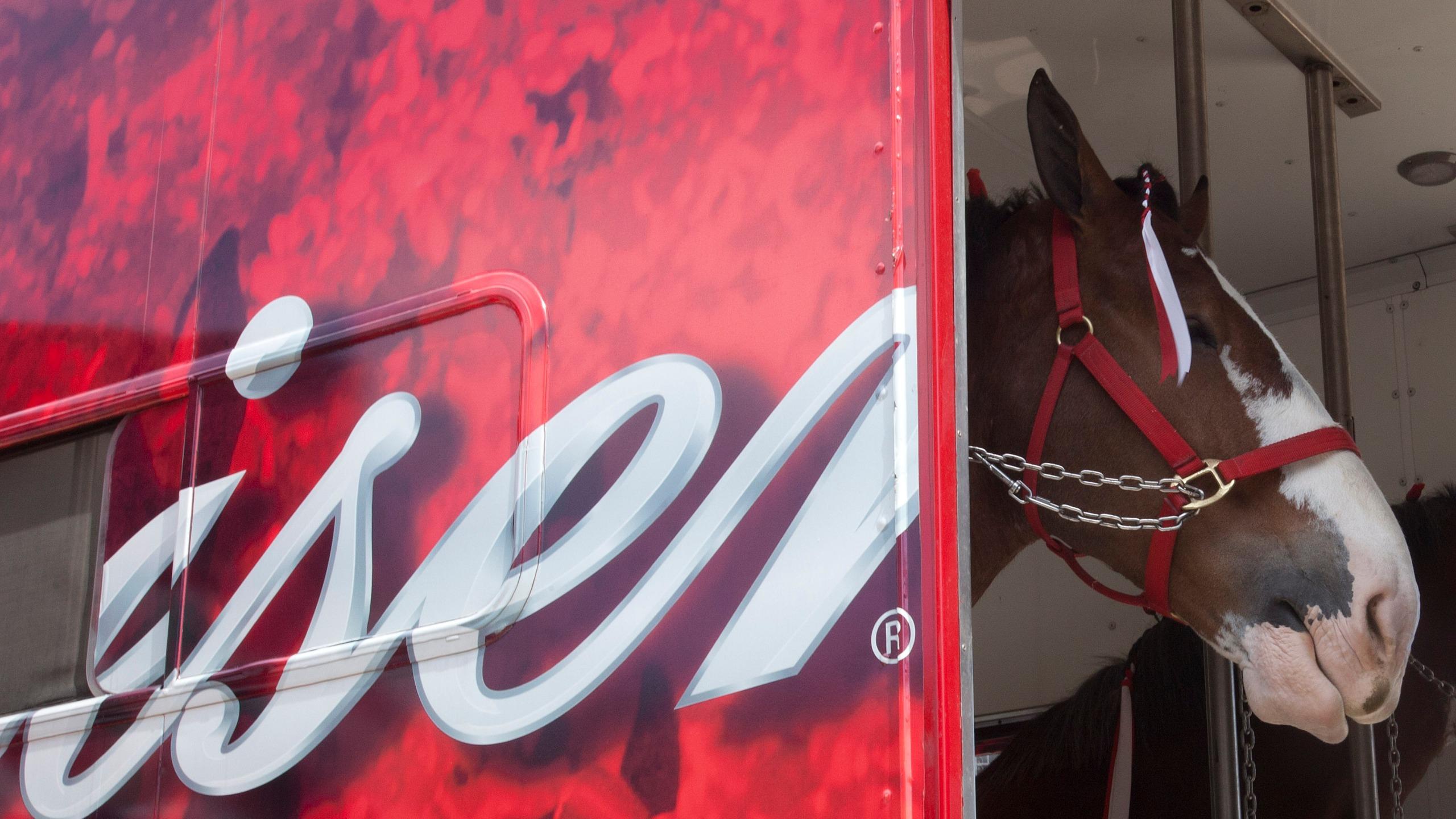 2560x1440 The Budweiser Clydesdales are back in time for Super Bowl with a chance to win year's worth of beer