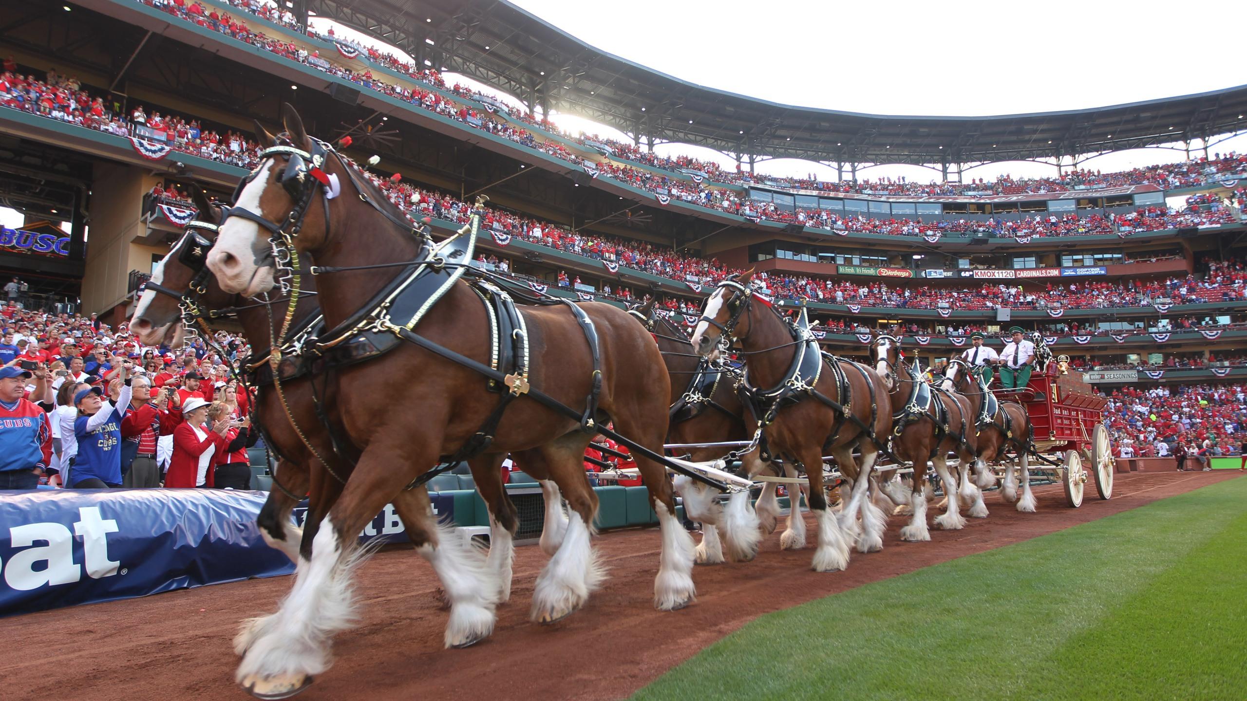2560x1440 Budweiser Clydesdales moving training facility to Missouri