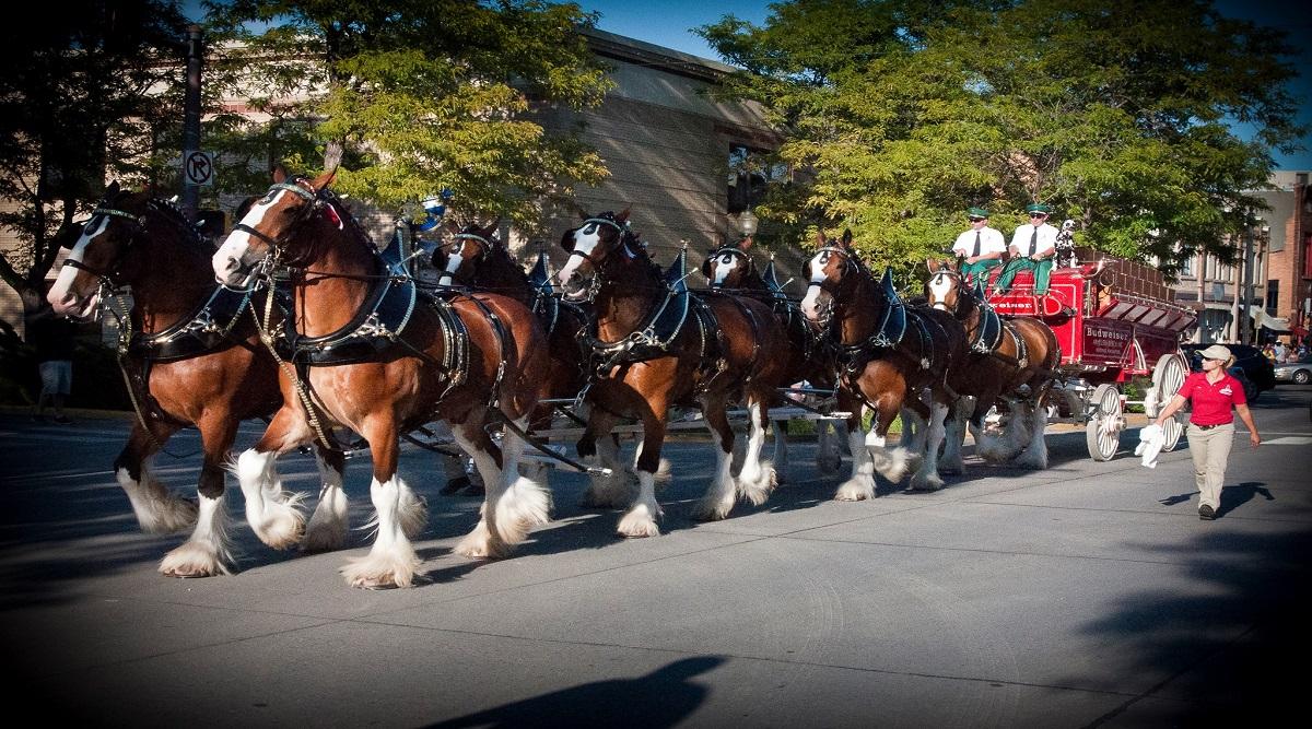 1200x667 Ocala's 4th Annual Horse Capital Parade • Ocala Home Guide Realty