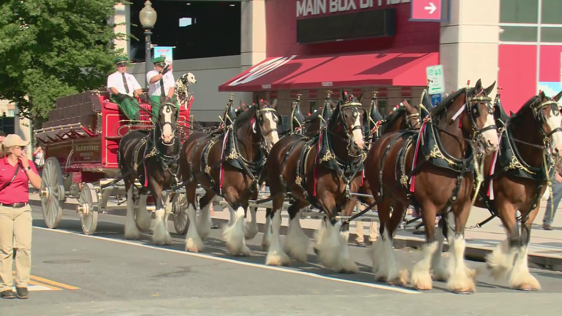 1920x1080 Budweiser Clydesdales in Washington DC for Nationals game, July 4