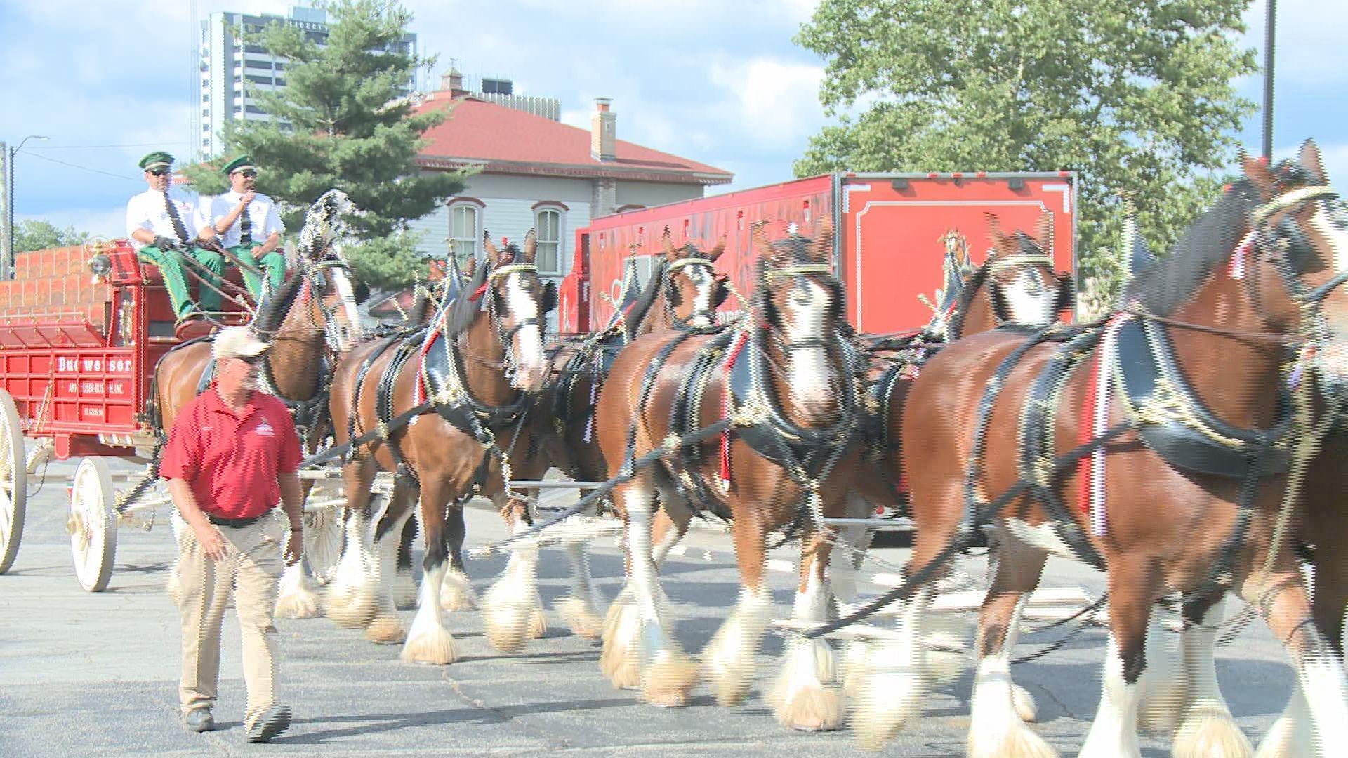 1920x1080 Budweiser Clydesdales visit Four Winds Field
