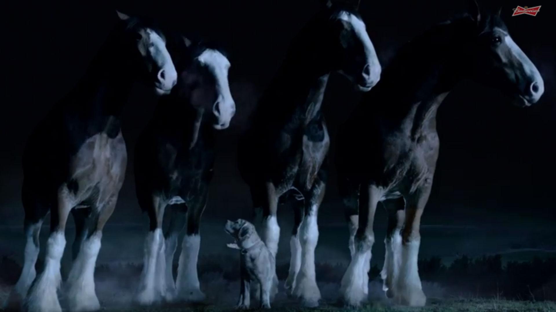 1920x1080 Budweiser keeps puppy and Clydesdales in Super Bowl ad