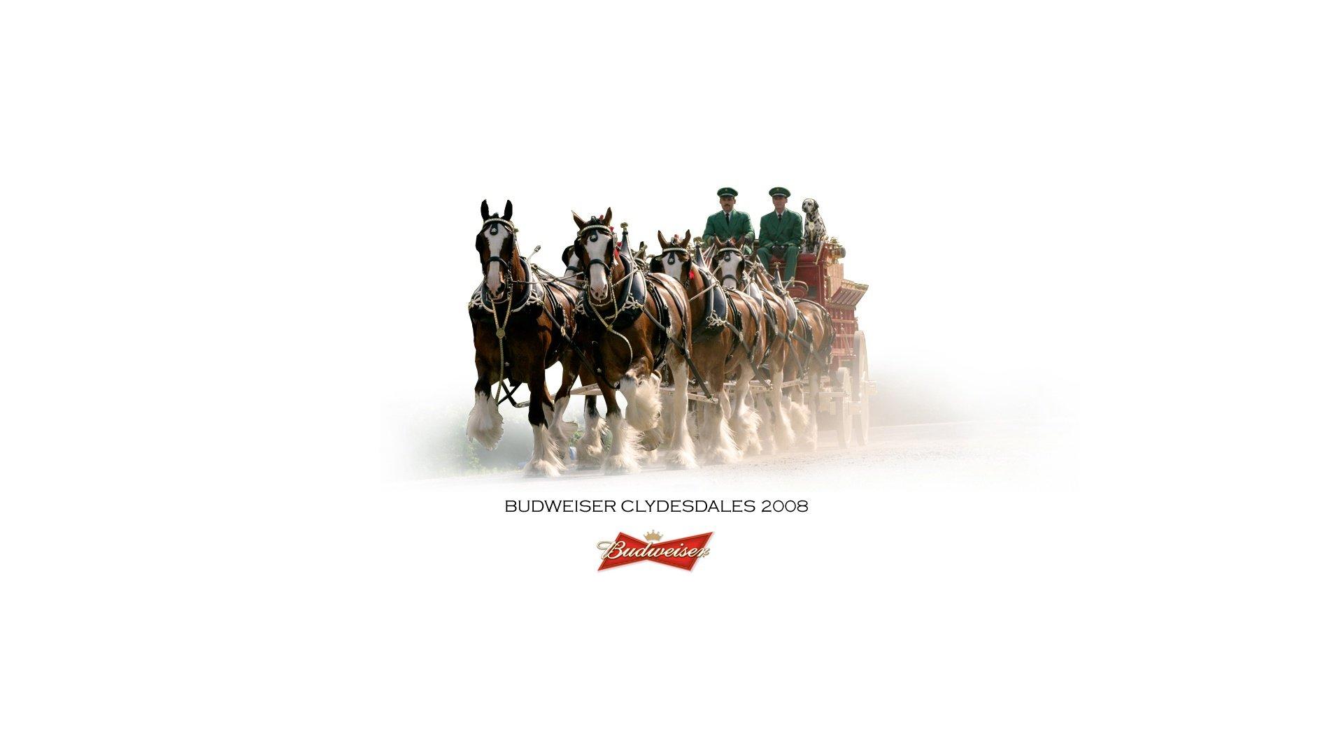 1920x1080 beer, Alcohol, Drink, Poster, Horse, Horses Wallpaper HD / Desktop and Mobile Background