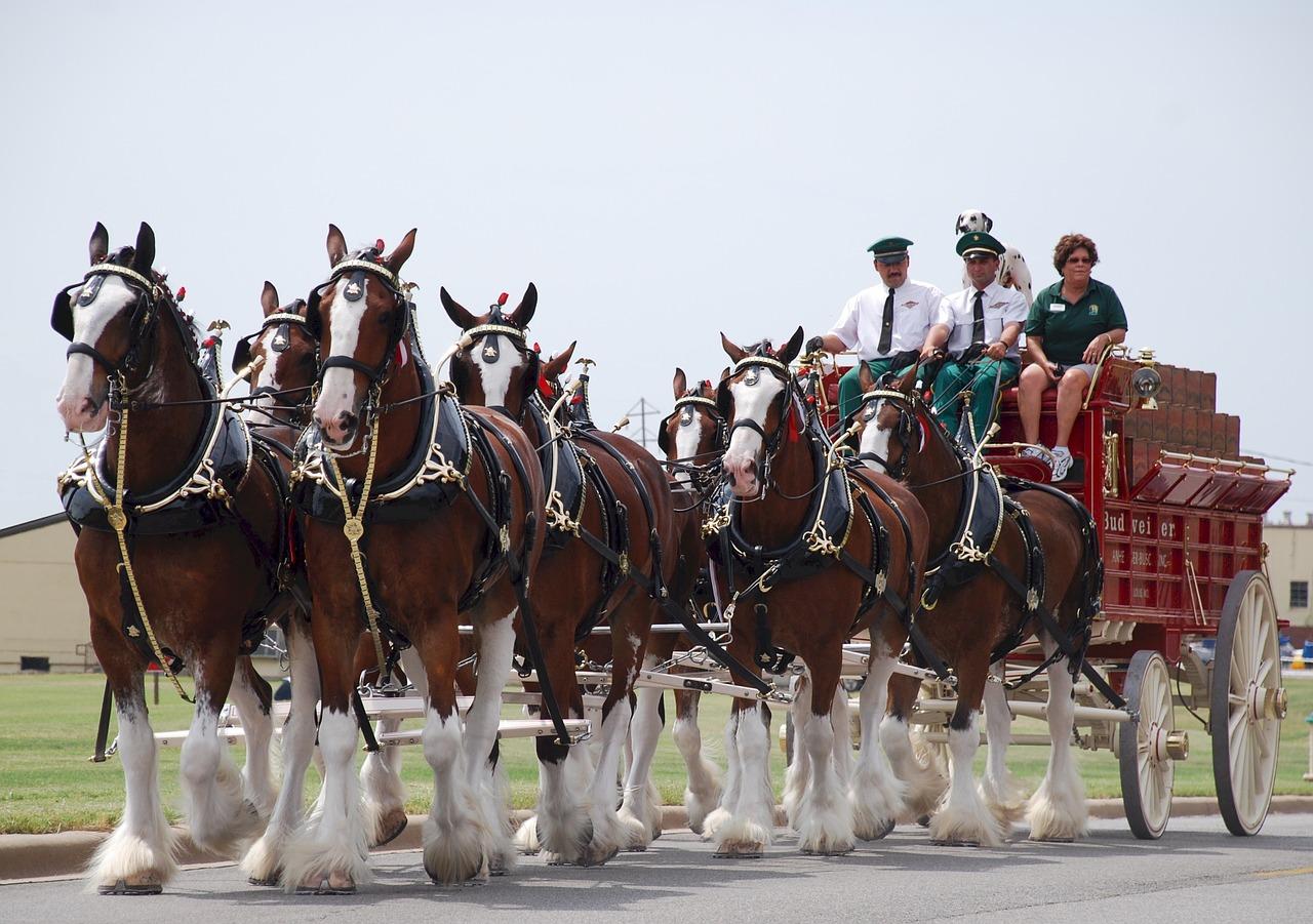 1280x901 You Could Work with the Budweiser Clydesdales